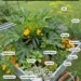 Best Companion Plants for Zucchini