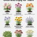9 Perennials You Plant Once and Enjoy for Years