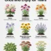 9 Perennials You Plant Once and Enjoy for Years