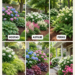6 Companion Plants for Hydrangeas