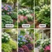 6 Companion Plants for Hydrangeas