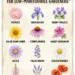 12 Easy to Grow Flowers for Low Maintenance Gardeners
