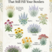 Low-Maintenance Border Plants