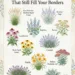 Low-Maintenance Border Plants
