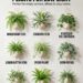 9 Best Indoor Hanging Plants for Low Light: Easy Houseplants That Thrive in Dim Rooms and Cozy Corners