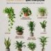 10 Best Plants for a Low-Light Bathroom: Easy Humidity-Loving Houseplants That Thrive in Small, Shady Spaces