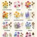 12 Self Seeding Flowers