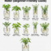 11 Herbs You Can Propagate in Water