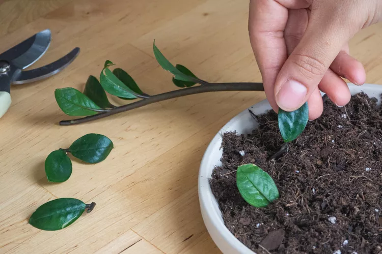 zz plant leaf propagation 