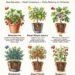 6 Best Fruit Plants for Pots to Start in May
