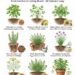 9 Kitchen Herbs to Plant in May for Summer Cooking: A Smart Herb Garden Guide for Fresh Flavor All Season