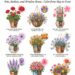 9 Container Flowers That Love May Weather