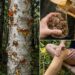 Birch Tree Resin Remedy You May Not Know: A Traditional Skin-Soothing Balm With Honey