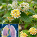 Lantana Flower for Respiratory Relief
