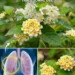 Lantana Flower for Respiratory Relief