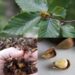 Beech Nuts You May Not Know: The Wild Tree Food Hidden Inside Those Spiky Husks