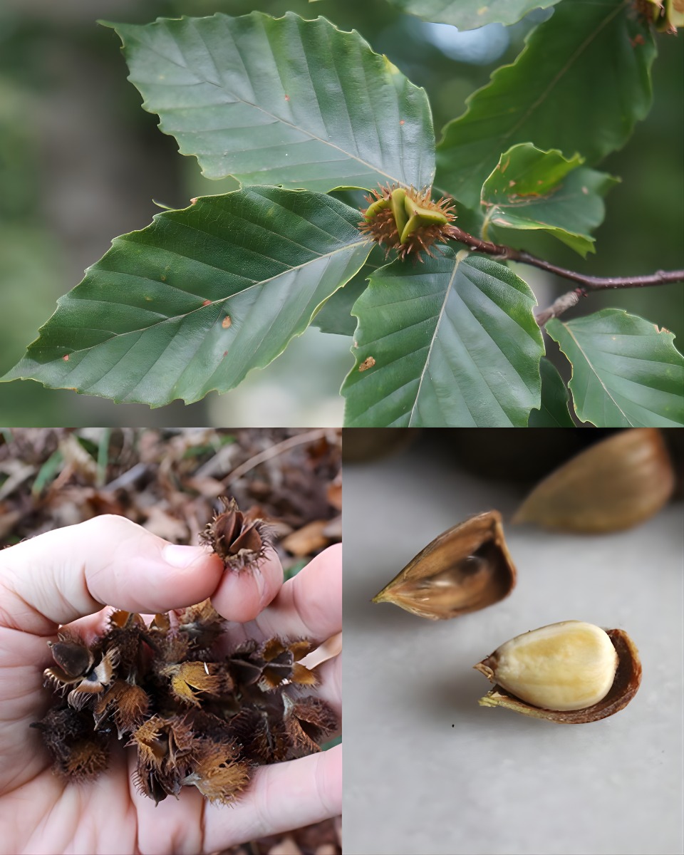 Beech Nuts You May Not Know: The Wild Tree Food Hidden Inside Those Spiky Husks