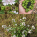 Common Mallow Tea for Cough and Stomach Comfort