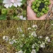 Common Mallow Tea for Cough and Stomach Comfort