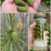 Young Pine Cone Syrup: A Traditional Forest Remedy