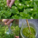 Common Chickweed Remedy You May Not Know That Used for Skin Calm and Everyday Wellness