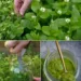 Common Chickweed Remedy You May Not Know That Used for Skin Calm and Everyday Wellness