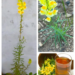 Yellow Toadflax Tea: The Traditional Remedy People Use for Digestion and Gentle Fluid Balance