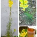 Yellow Toadflax Tea: The Traditional Remedy People Use for Digestion and Gentle Fluid Balance