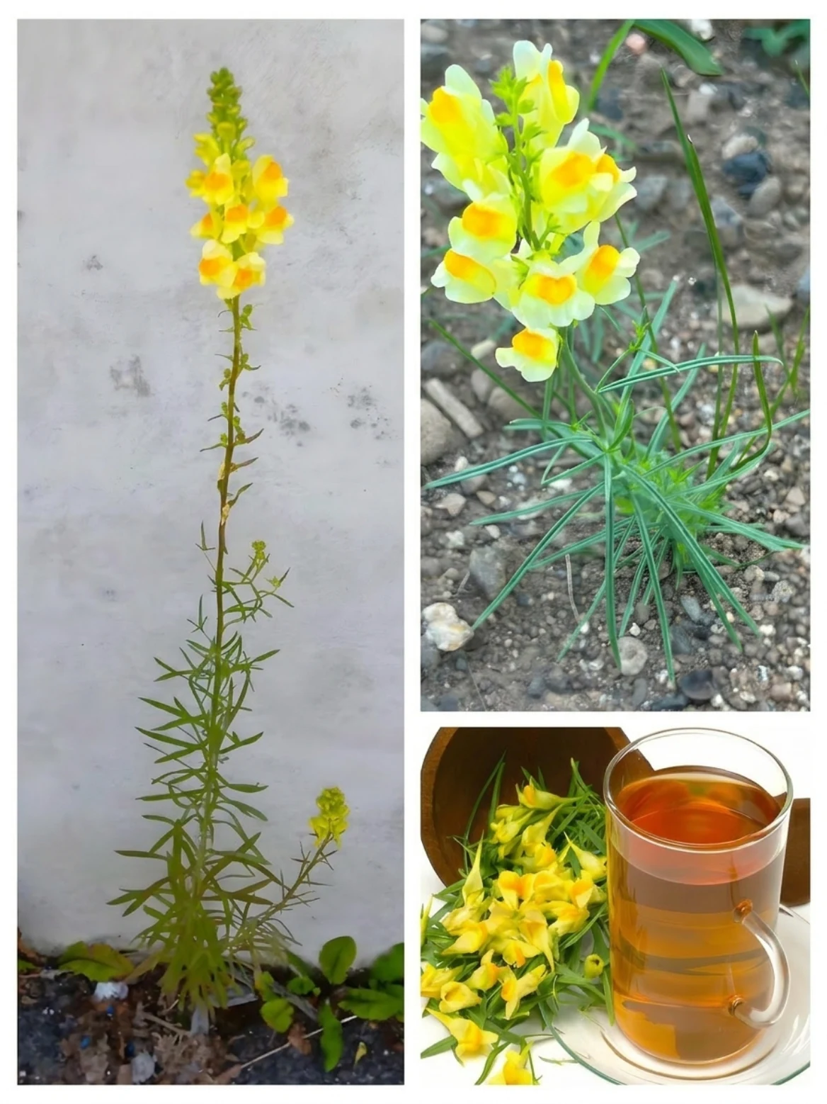 Yellow Toadflax Tea: The Traditional Remedy People Use for Digestion and Gentle Fluid Balance