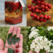 Hawthorn Berry Elixir: The Traditional Heart-Support Herb People Have Used for Generations