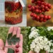 Hawthorn Berry Elixir: The Traditional Heart-Support Herb People Have Used for Generations