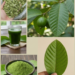 Guava Leaf Powder and Tea: The Traditional Green Remedy People Use for Digestion, Blood Sugar Support, and Daily Wellness