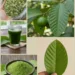 Guava Leaf Powder and Tea: The Traditional Green Remedy People Use for Digestion, Blood Sugar Support, and Daily Wellness