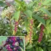 Pokeweed Berries and Pink Stems: The Traditional Plant People Talk About — and the Toxicity Warning That Matters Most