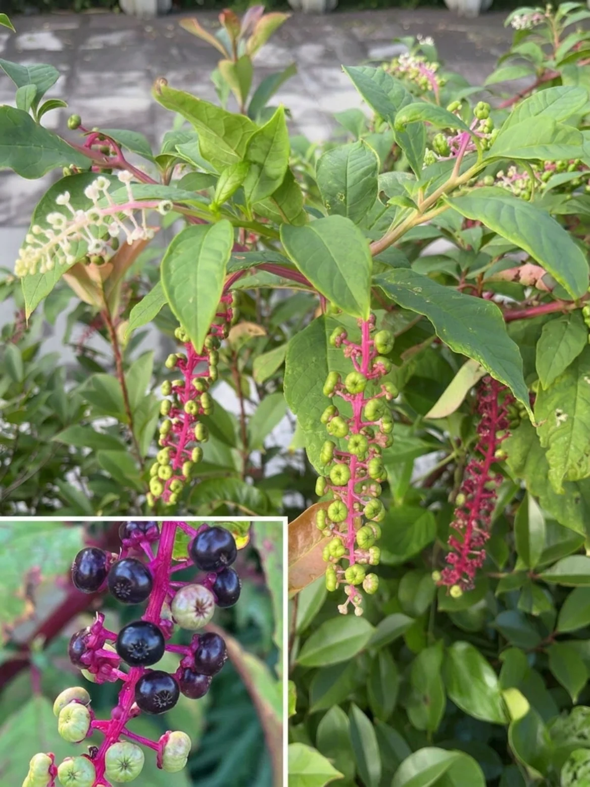 Pokeweed Berries and Pink Stems: The Traditional Plant People Talk About — and the Toxicity Warning That Matters Most