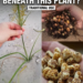 Tiger Nuts Hidden Beneath This Plant: The Traditional Root Food People Still Value for Digestion, Energy, and Gut Health