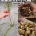 Tiger Nuts Hidden Beneath This Plant: The Traditional Root Food People Still Value for Digestion, Energy, and Gut Health