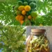 Papaya Flowers You May Not Know: A Bitter Traditional Remedy for Digestion, Appetite, and Gentle Wellness