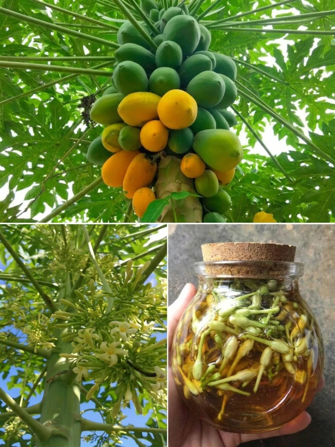 Papaya Flowers You May Not Know: A Bitter Traditional Remedy for Digestion, Appetite, and Gentle Wellness