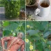 Sida Tea for Back Pain Relief