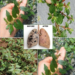 Asthma Weed Tea for Cough and Chest Comfort: The Traditional Herb People Notice Only After They Learn What It’s Used For