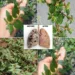 Asthma Weed Tea for Cough and Chest Comfort: The Traditional Herb People Notice Only After They Learn What It’s Used For