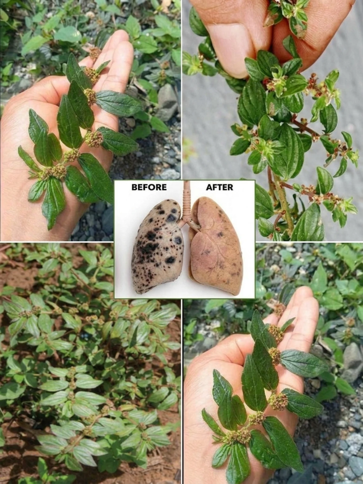 Asthma Weed Tea for Cough and Chest Comfort: The Traditional Herb People Notice Only After They Learn What It’s Used For