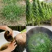 Goosegrass Hair Rinse You May Wish You Knew Sooner: A Traditional Herbal Wash for Scalp Comfort and Stronger-Looking Hair