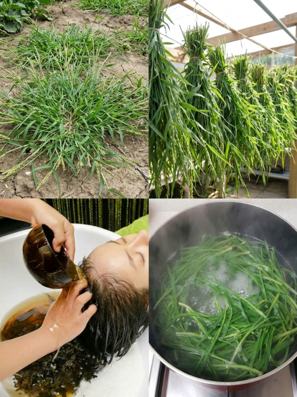 Goosegrass Hair Rinse You May Wish You Knew Sooner: A Traditional Herbal Wash for Scalp Comfort and Stronger-Looking Hair