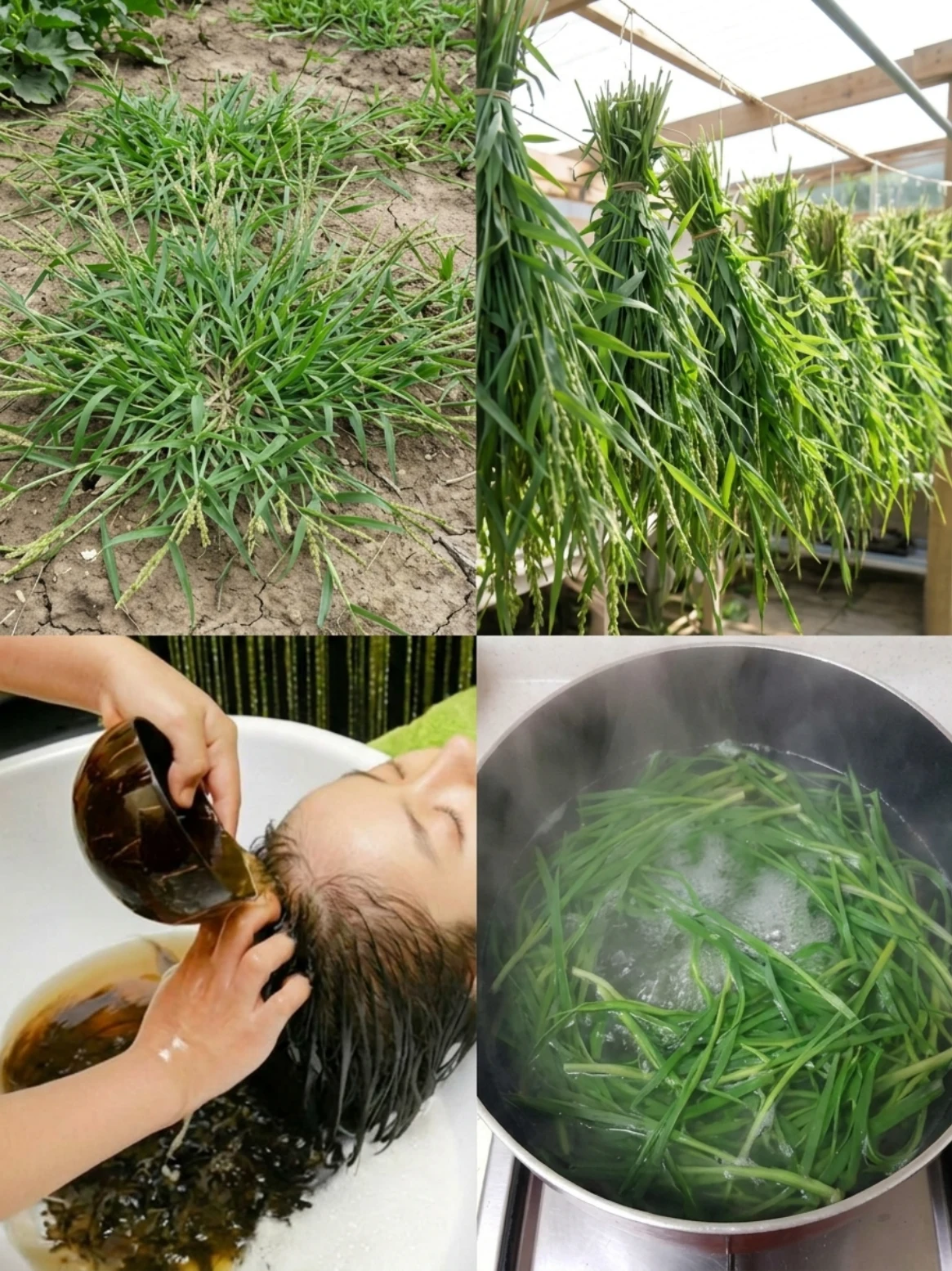 Goosegrass Hair Rinse You May Wish You Knew Sooner: A Traditional Herbal Wash for Scalp Comfort and Stronger-Looking Hair