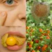 Goldenberry Benefits for Eye Health: The Bright Little Fruit More People Should Know About
