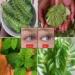 Leaf Blend for Eye Wellness? A Traditional Herbal Drink That Needs a More Realistic Look