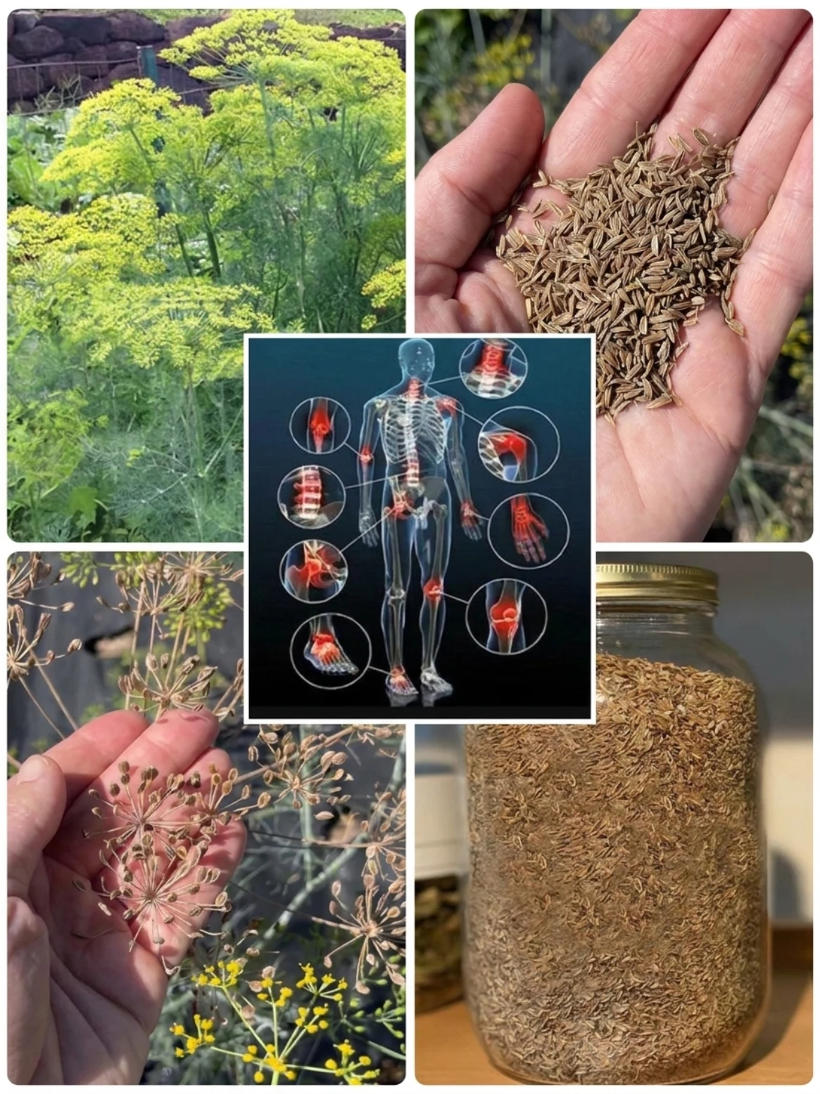 Fennel Seeds for Bloating and Body Comfort: The Traditional Herb You May Wish You Knew Sooner
