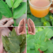 A Gentle 3 Leaf Remedy for Throat and Chest Comfort (Guava Leaf, Indian Borage, and Bay Leaf Tea)